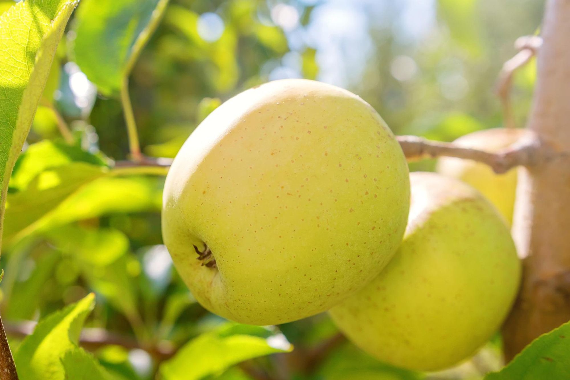 Golden apples on the tree in sunlight