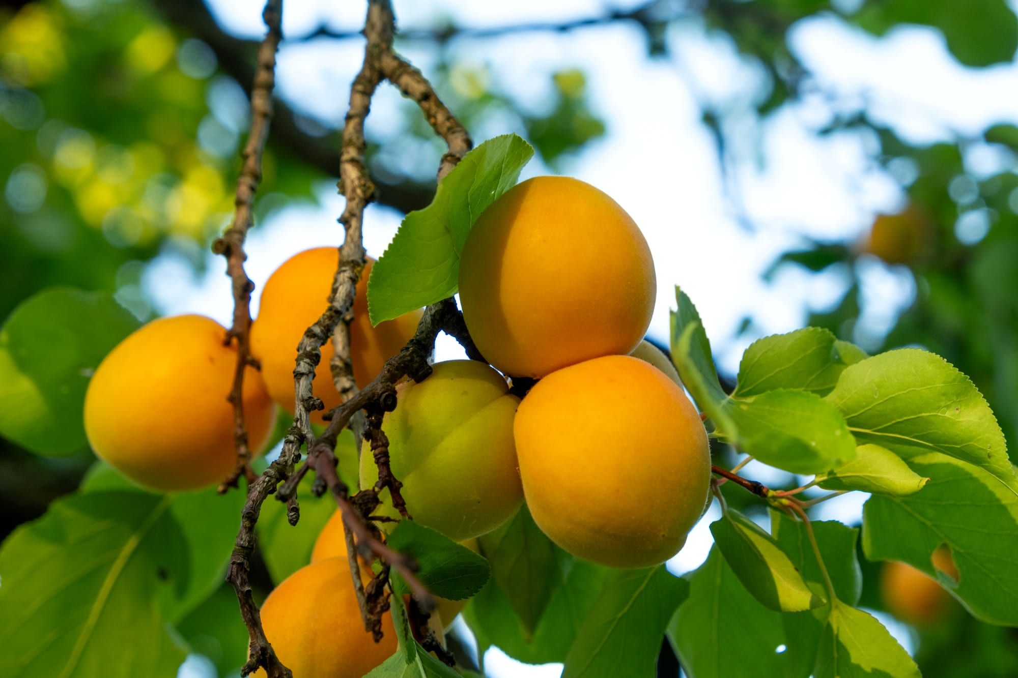 Close-up cluster of ripe apricots on thin branches