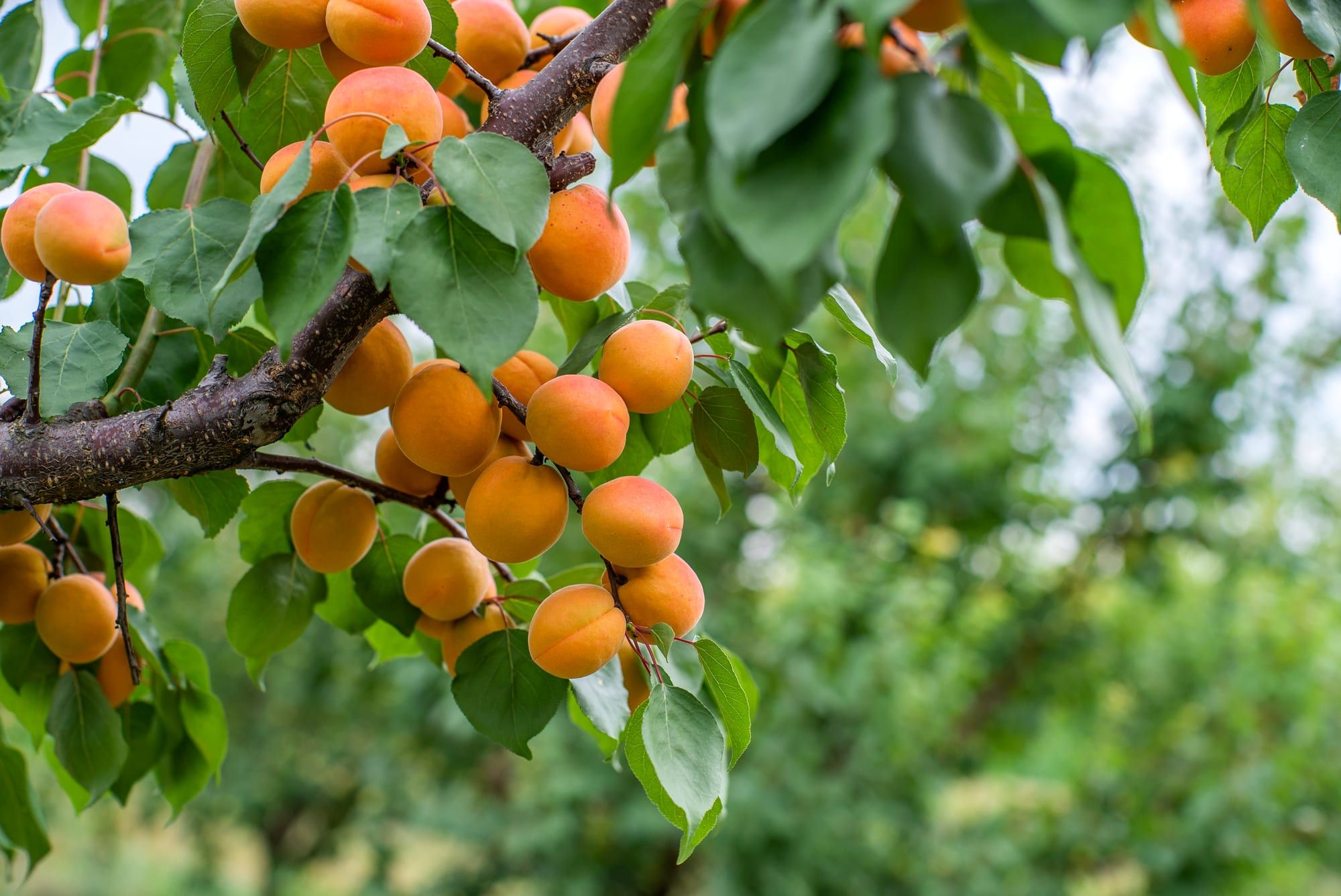 Branch loaded with apricots in the garden