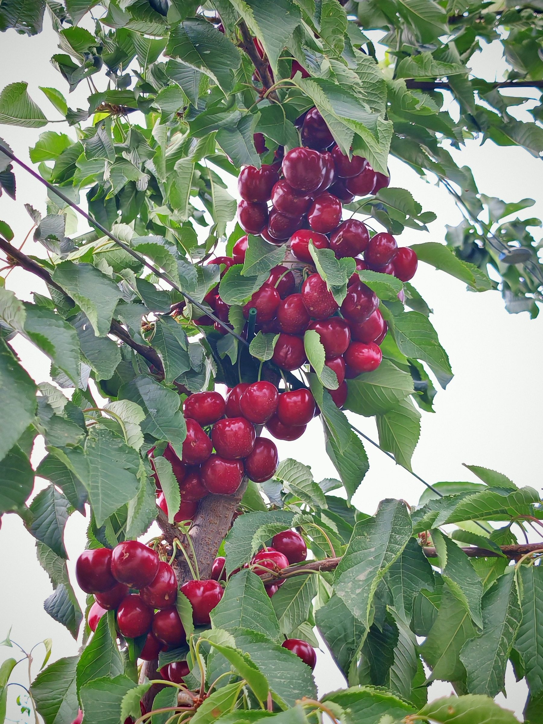 Clusters of ripe sweet cherries on a branch in the Akofruits orchard