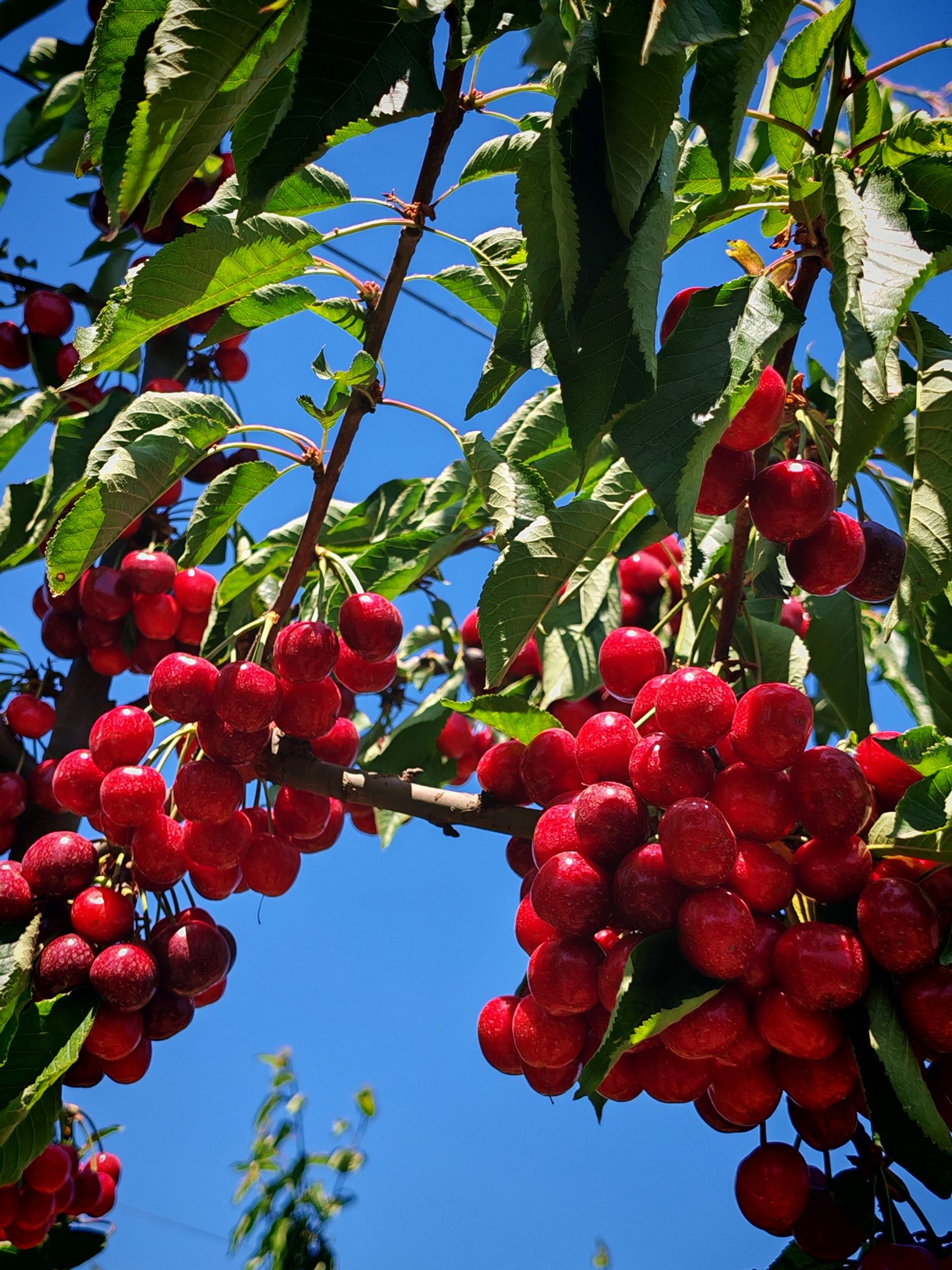 Bright red sweet cherries among leaves against the sky