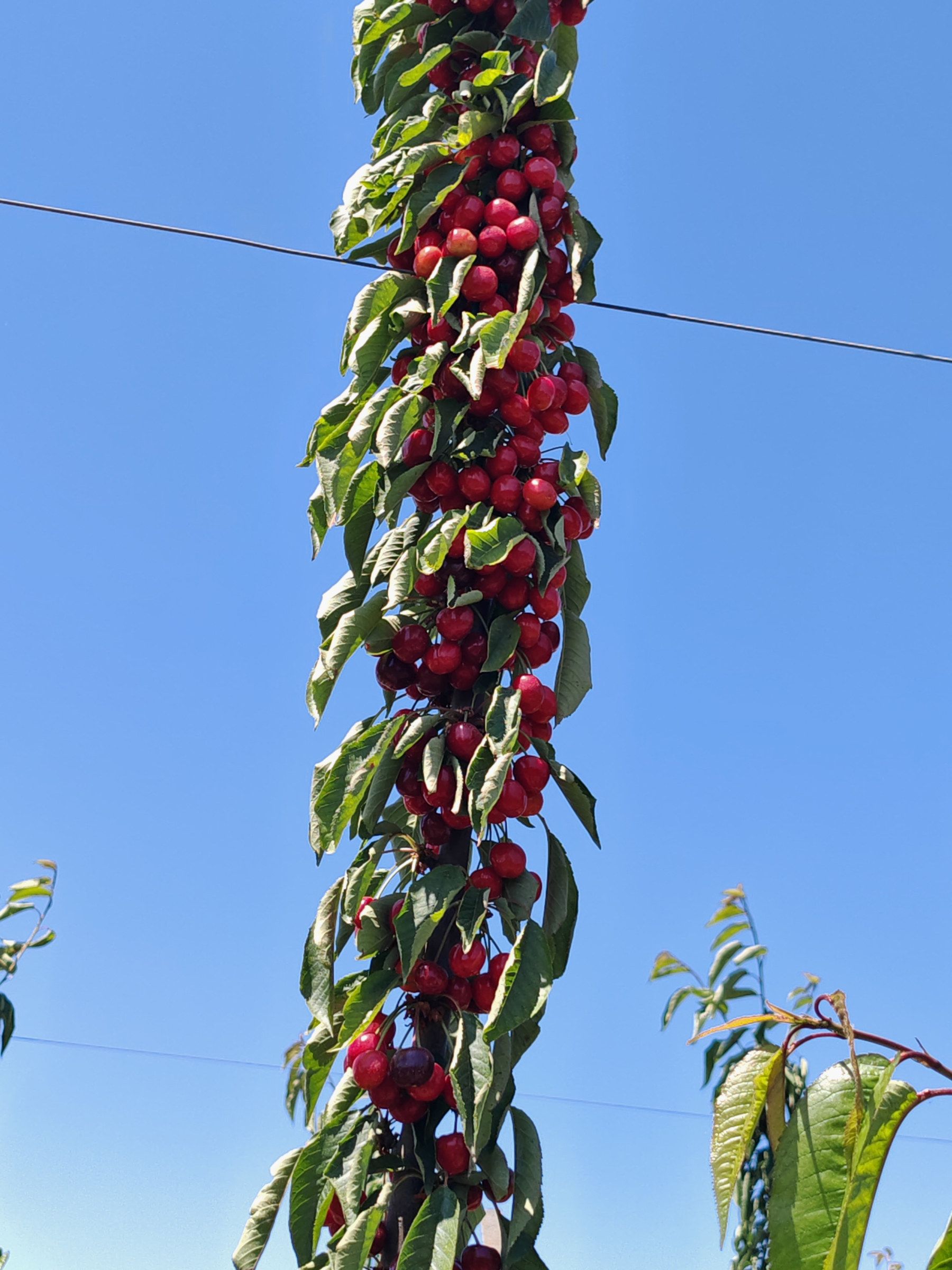 Trellis-trained cherry tree laden with fruit against a blue sky