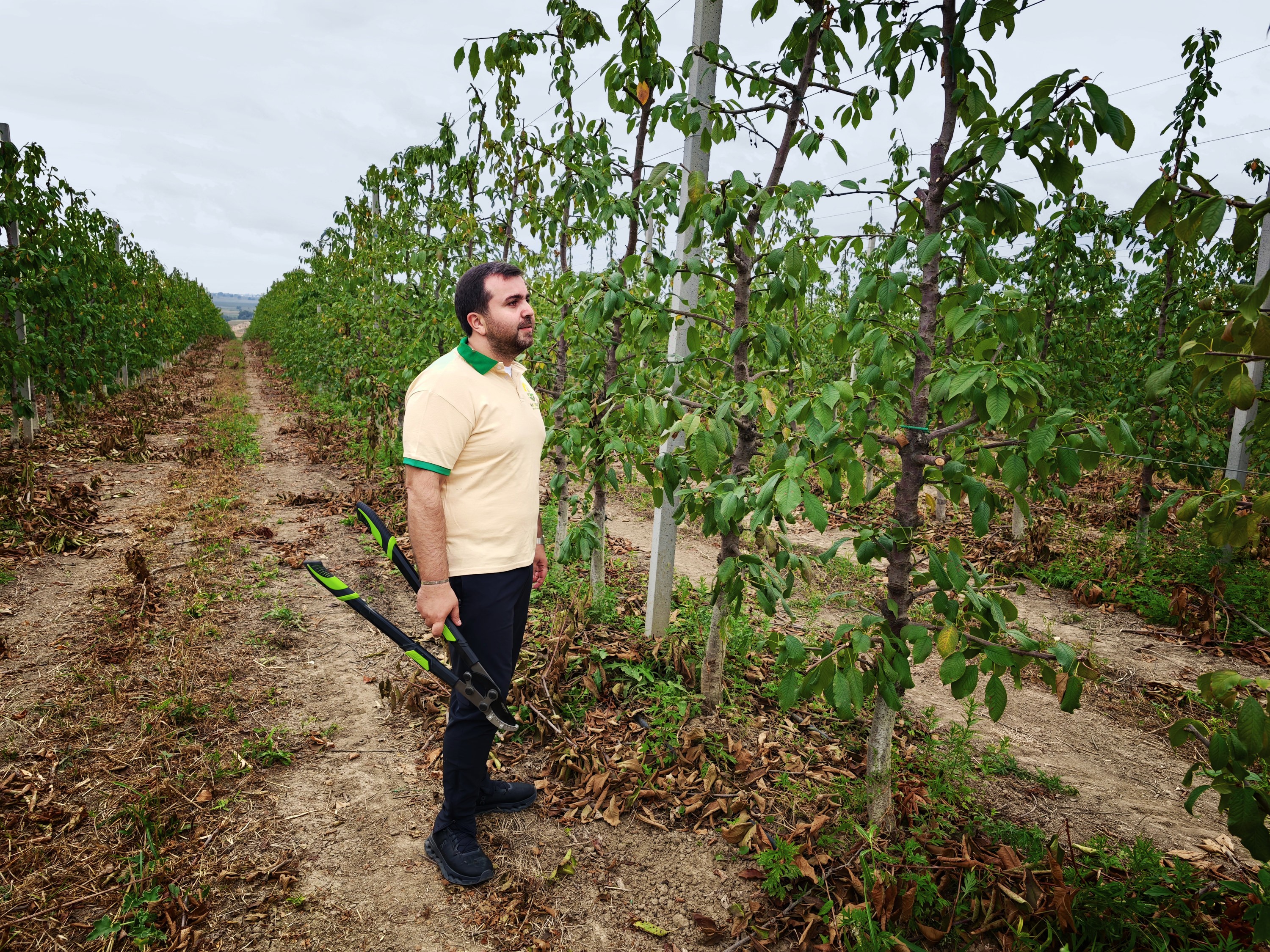 Orkhan Aliyev in an orchard row with loppers