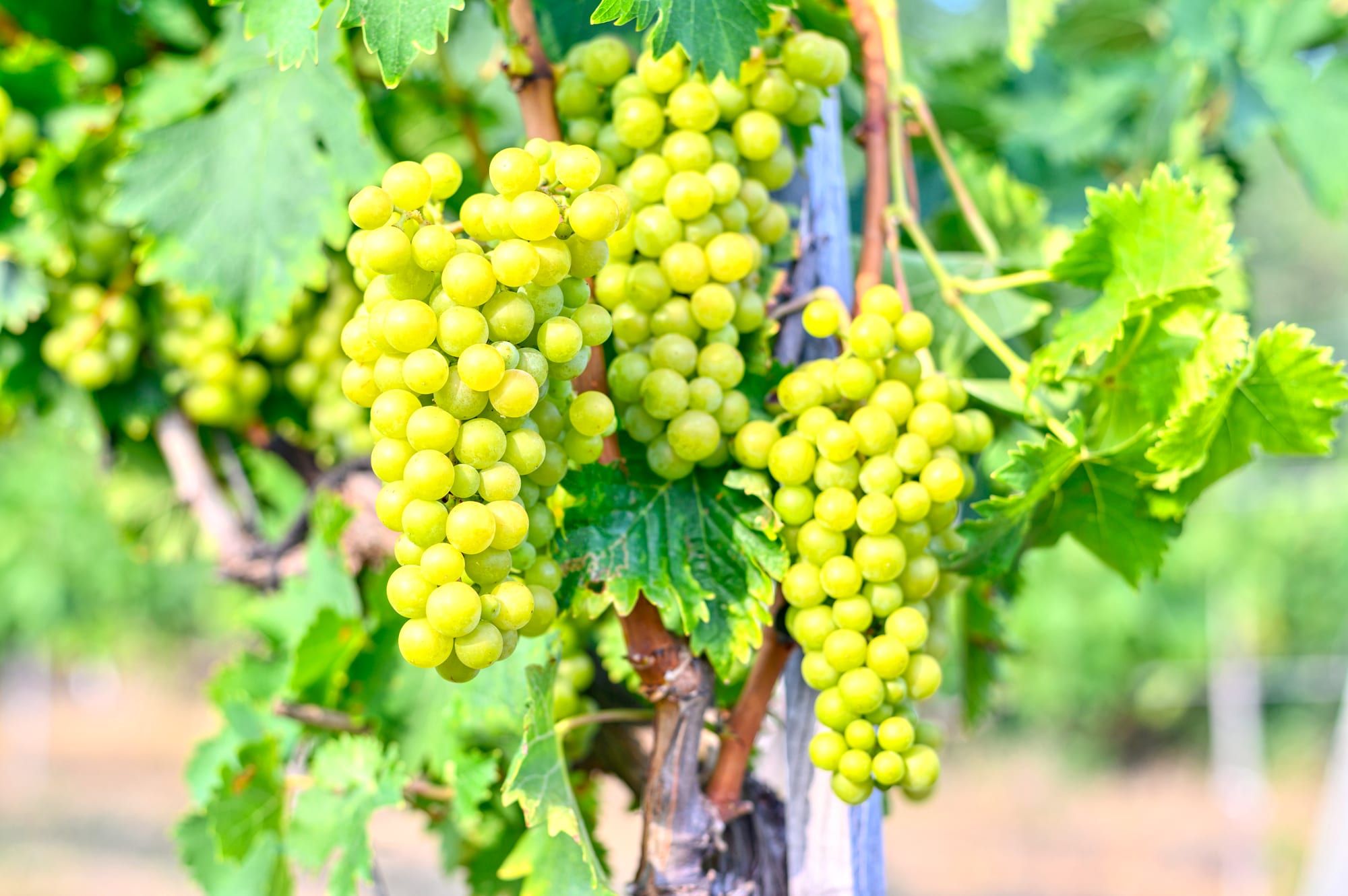 White table grape bunches hanging on the vine
