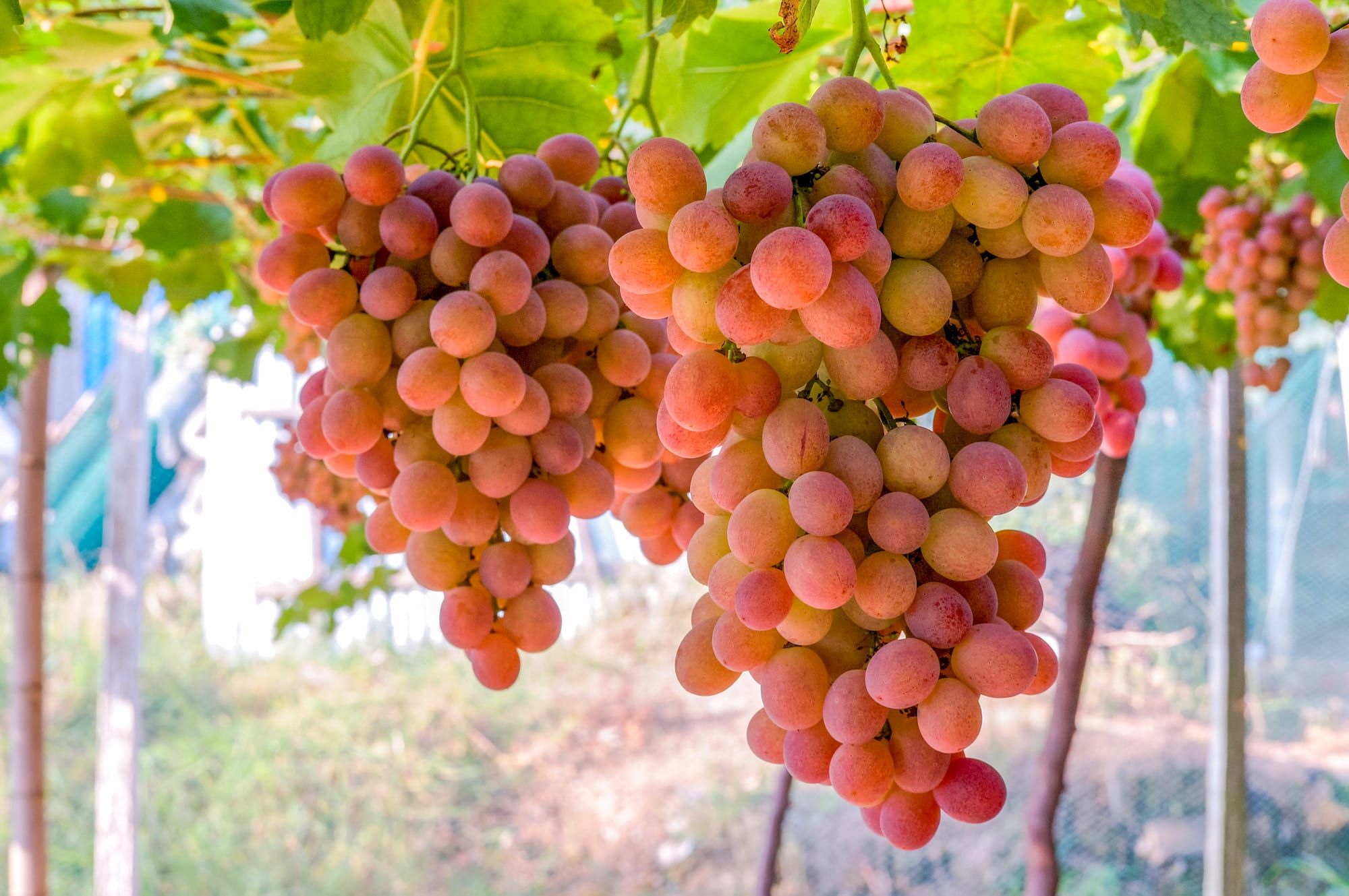 Pink table grape bunches hanging on the vine