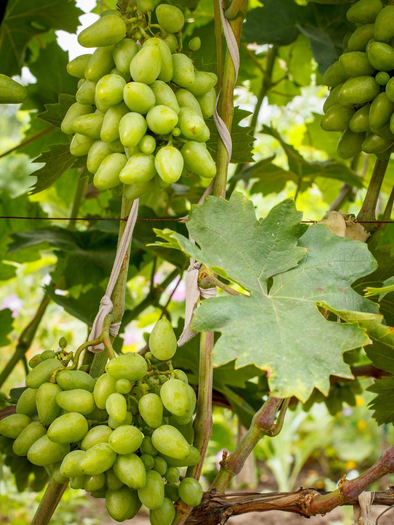 Bunches of green table grapes with elongated berries on the vine