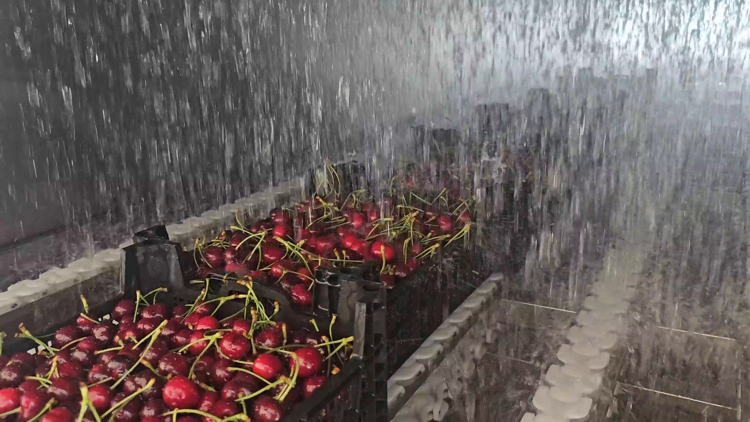 Sweet cherries in crates under the hydrocooler shower