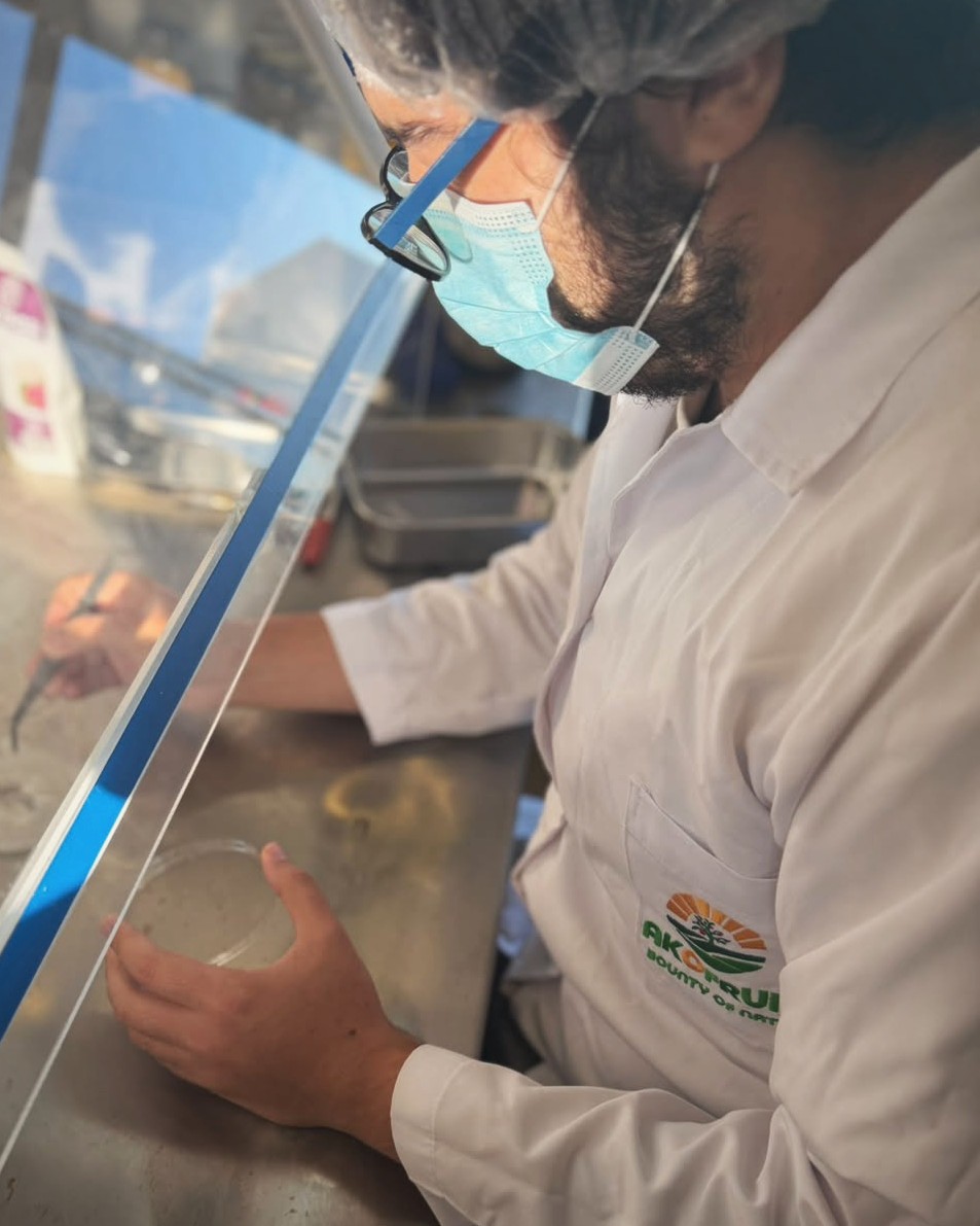 Working with a Petri dish in the Akofruits laboratory