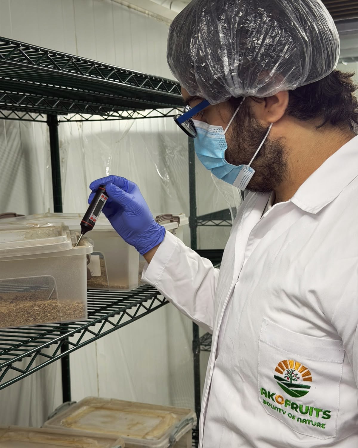 Akofruits laboratory specialist checking the temperature in rearing containers