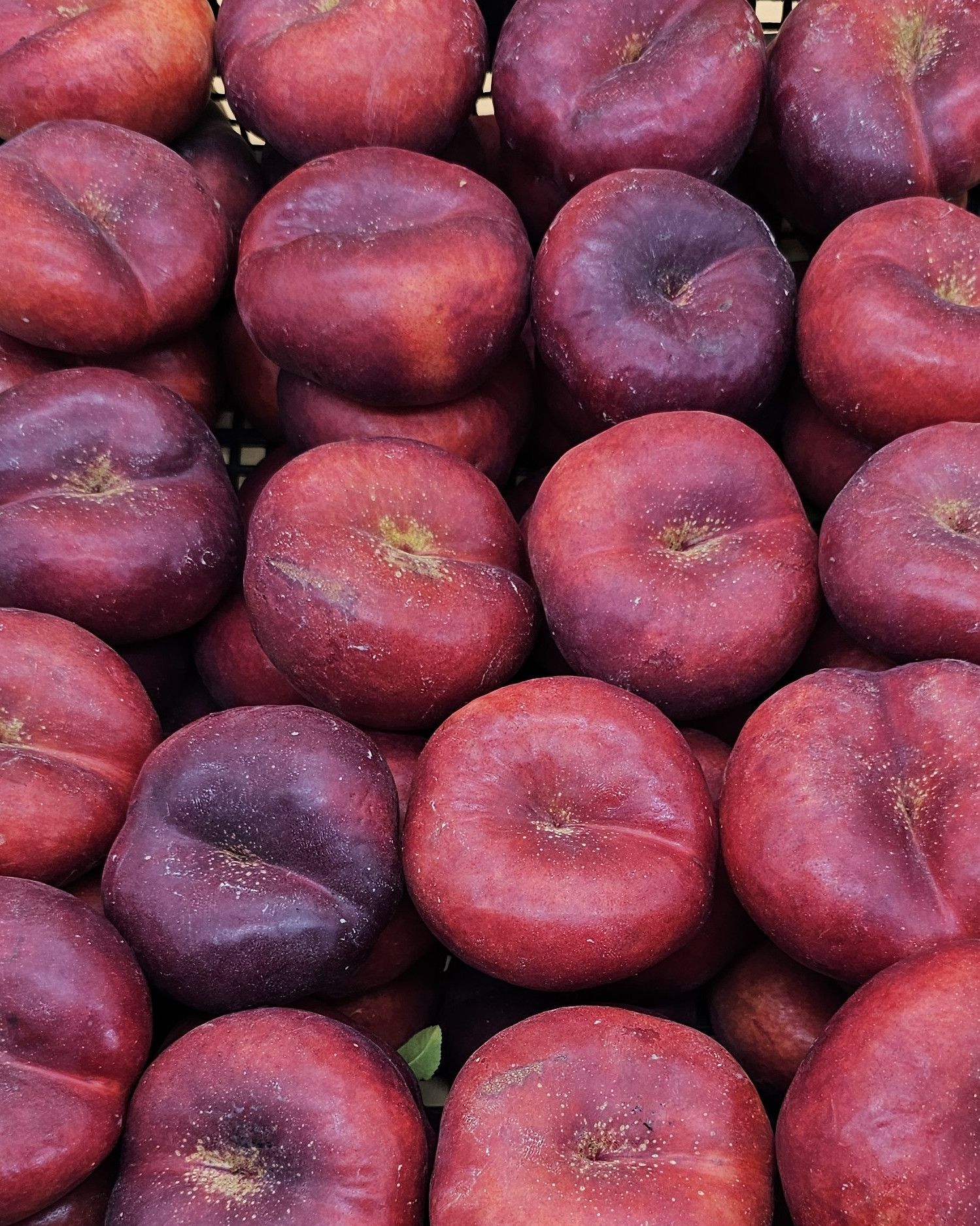 Freshly harvested flat nectarines