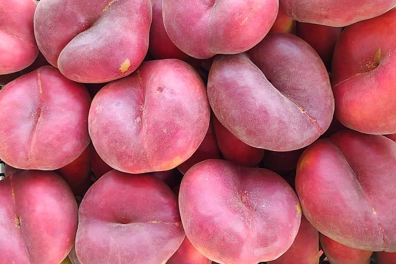 Freshly harvested flat (donut) peaches
