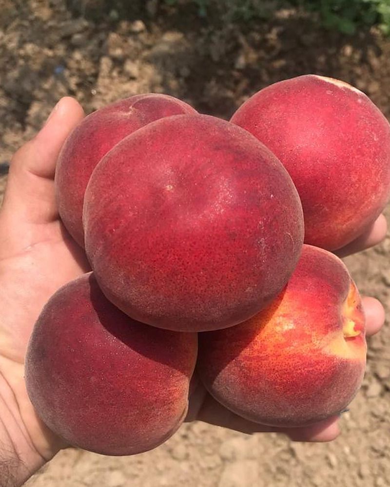 A handful of freshly picked peaches in the orchard