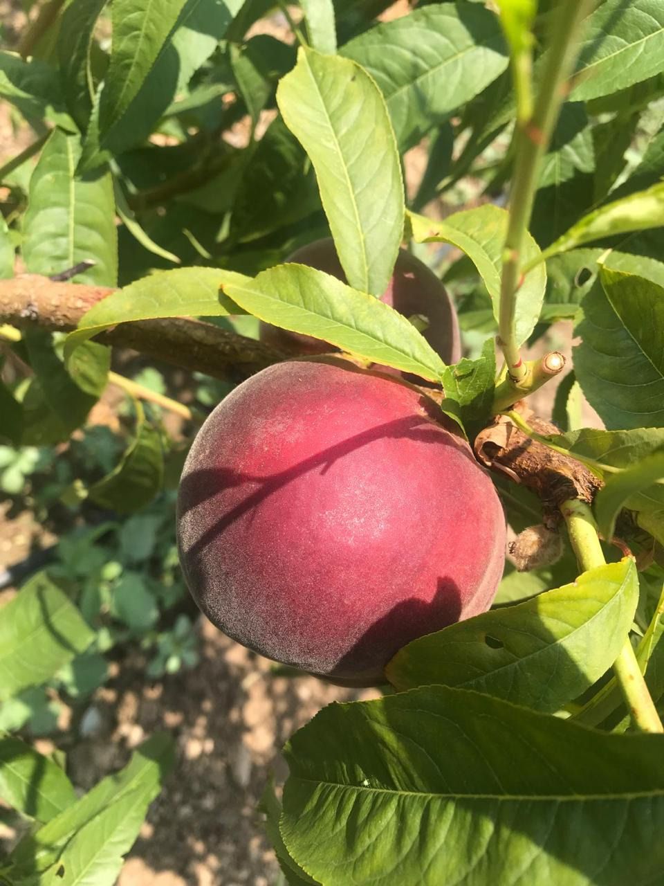 Ripe red peach on the branch in the Akofruits orchard
