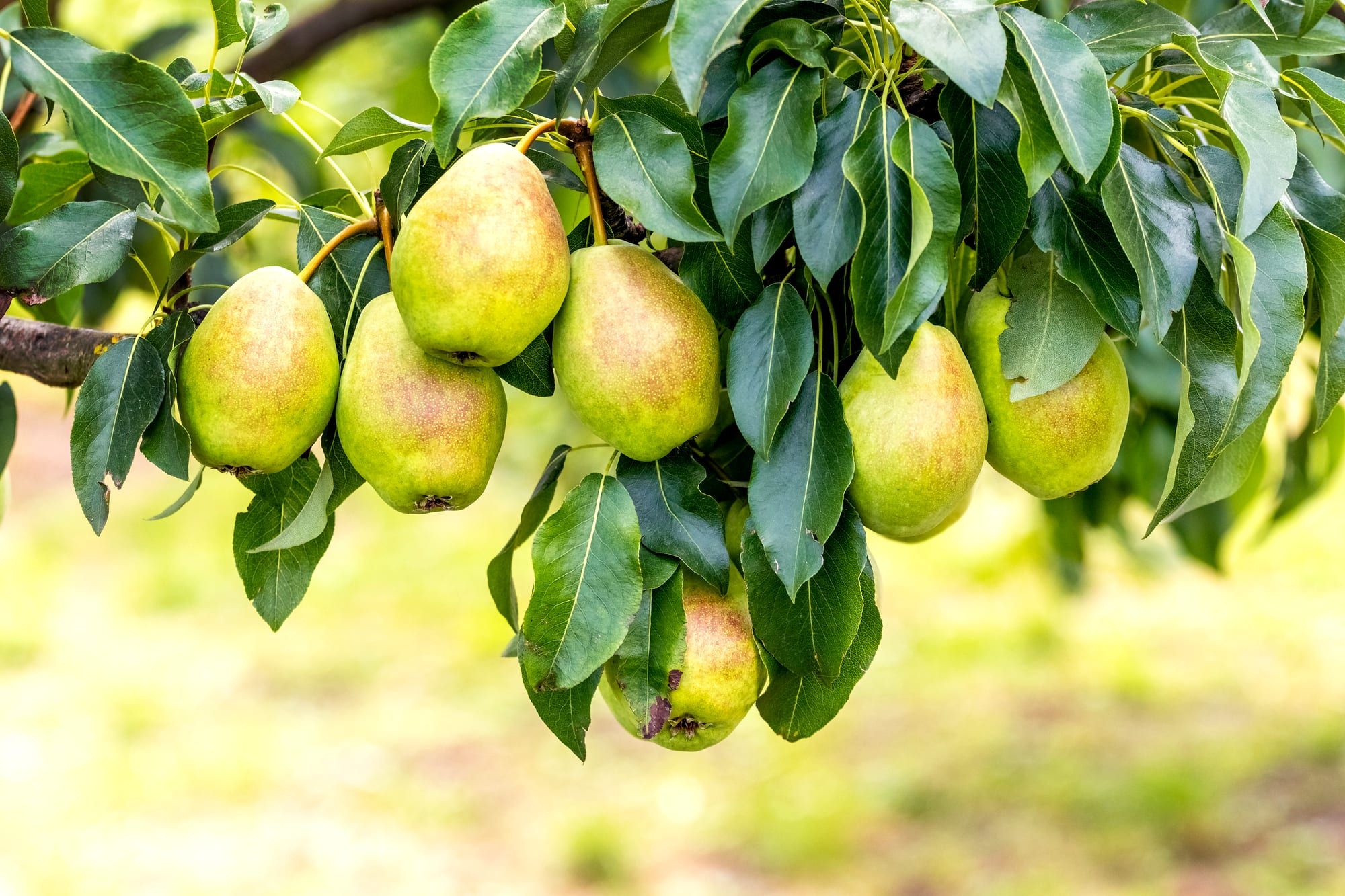 Branch loaded with pears among leaves