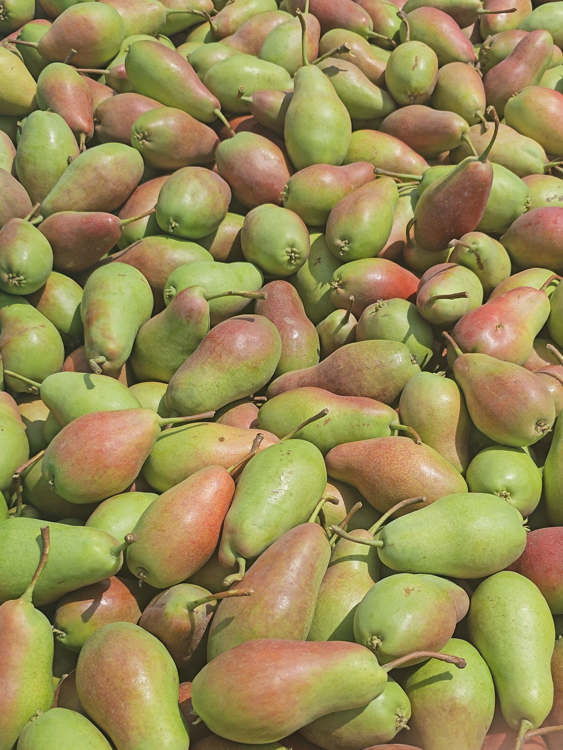 A heap of freshly harvested Akofruits pears