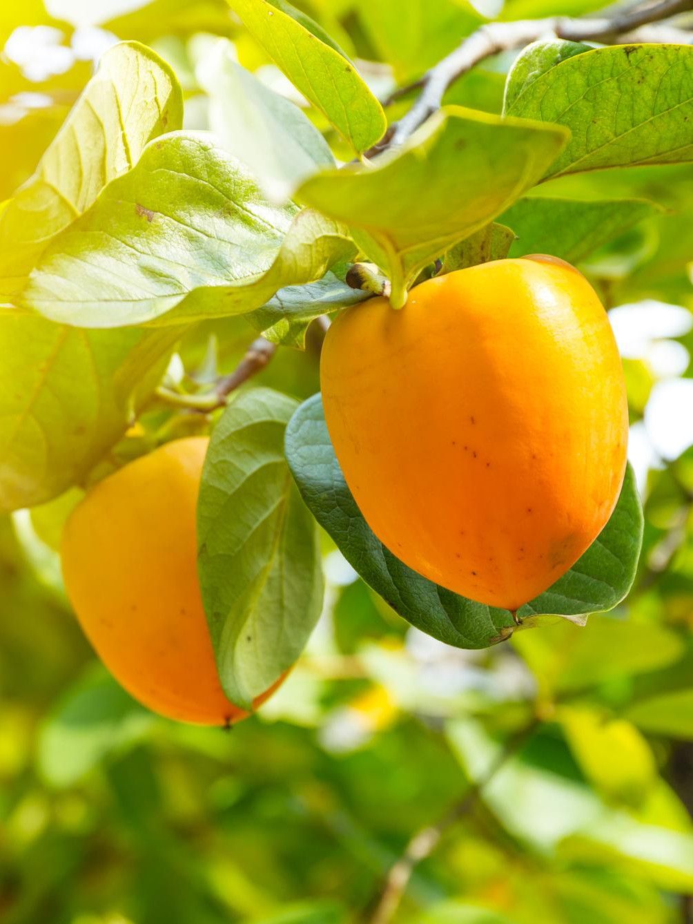Ripe persimmons on a sunlit branch