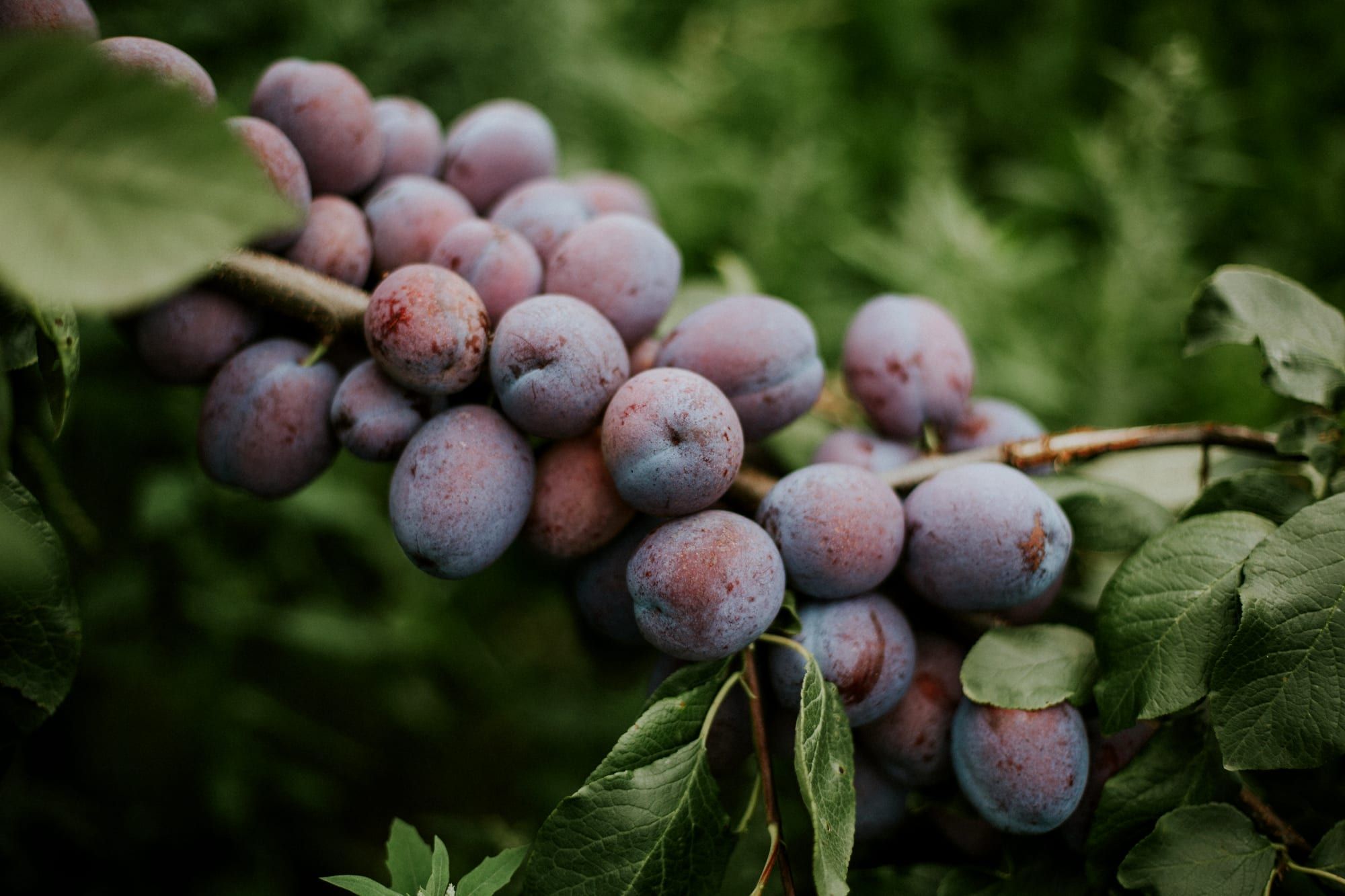 Close-up of a dense cluster of plums on the branch