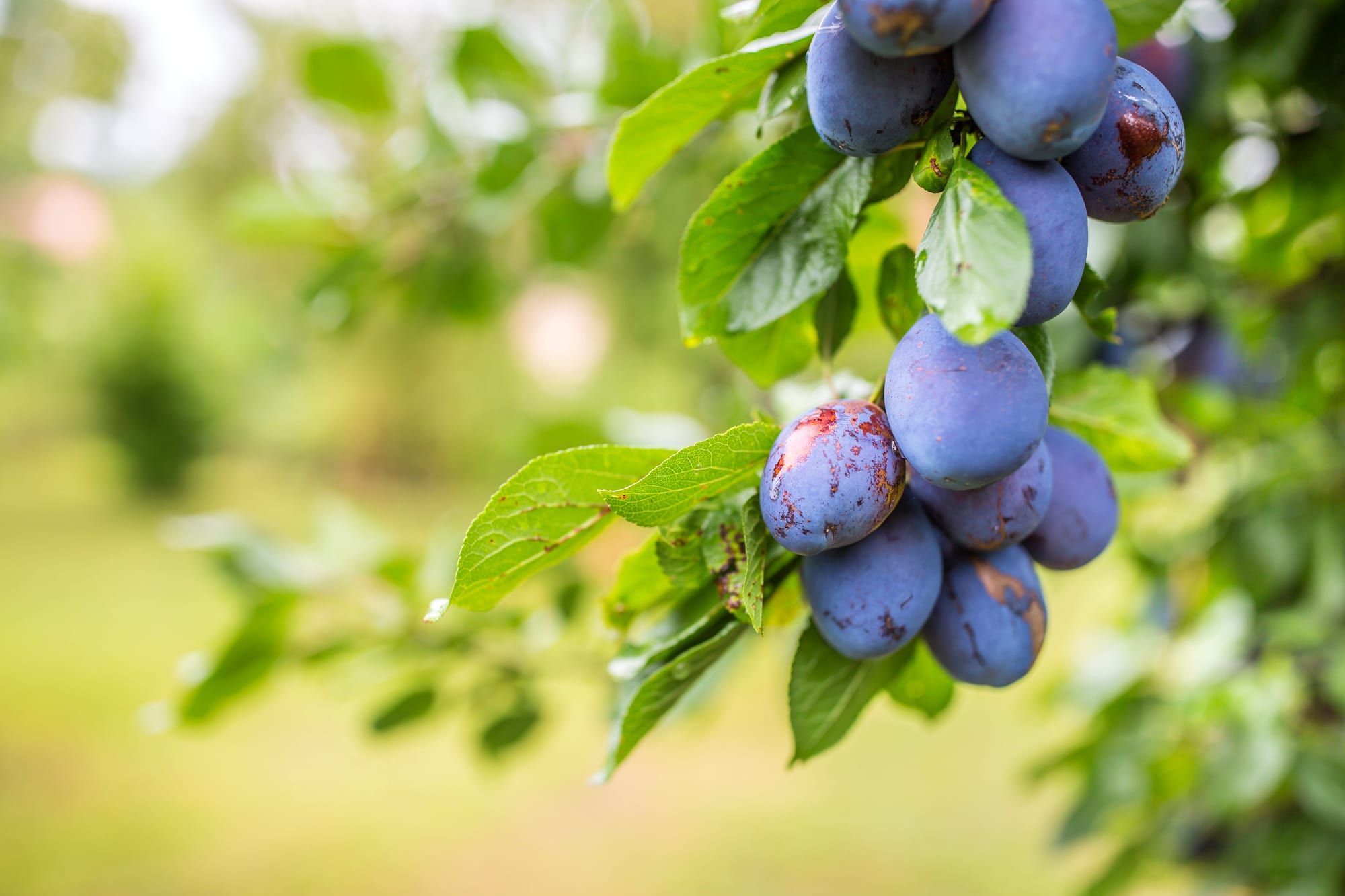Blue plums on a branch, soft garden background