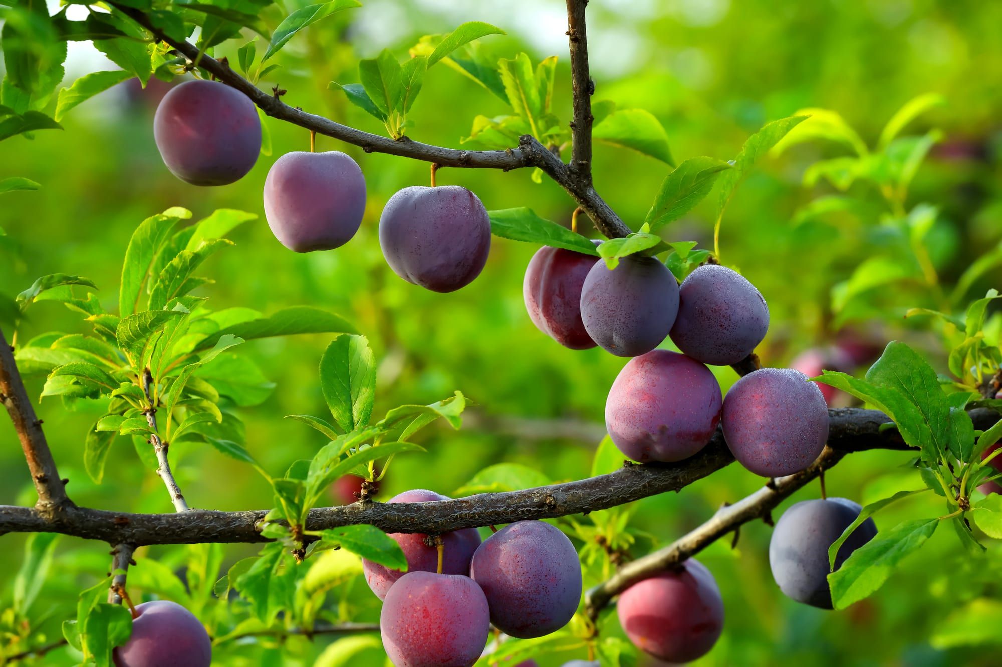 Branch with ripe plums among leaves in the garden