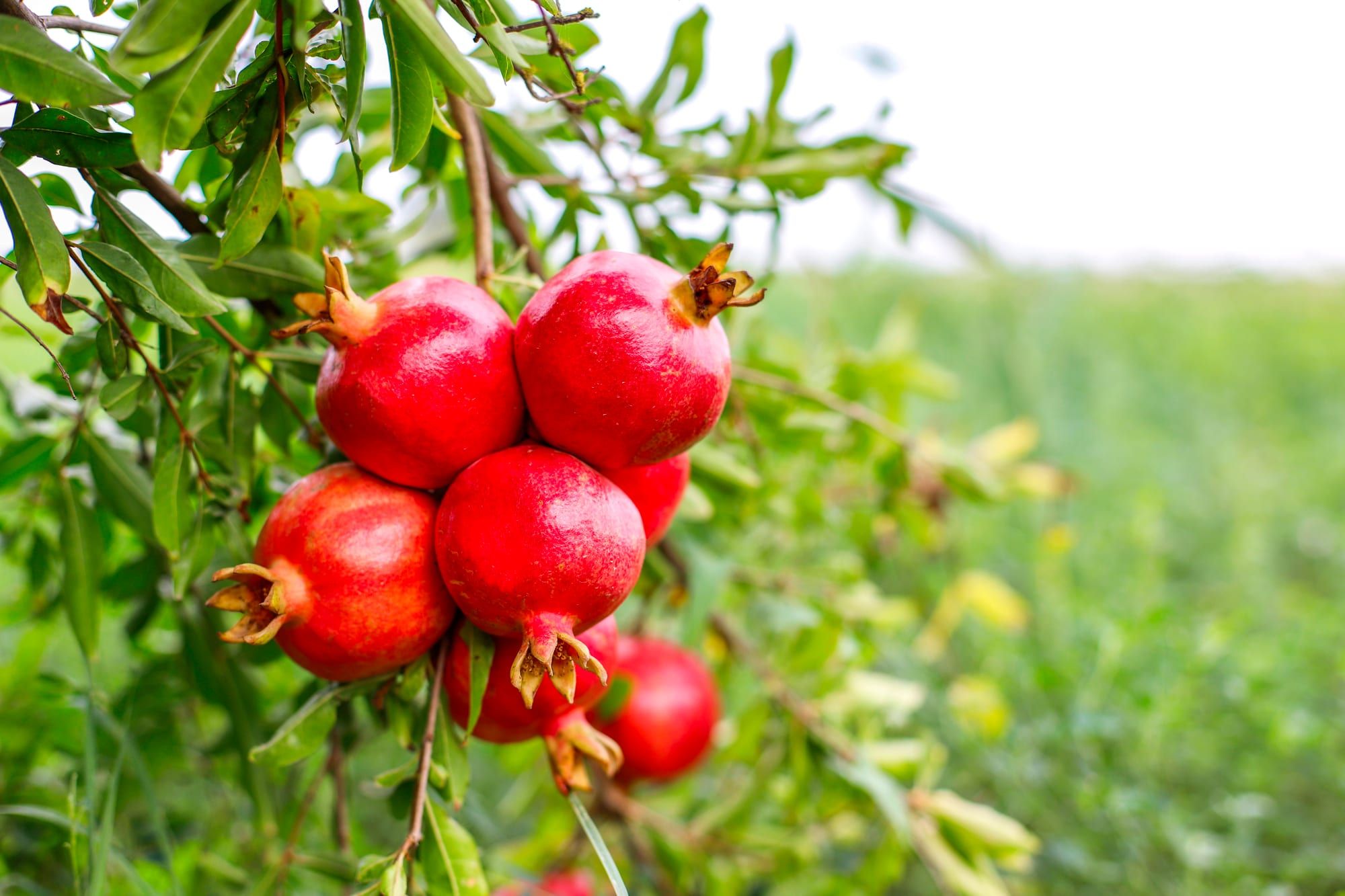 Cluster of ripe pomegranates on the tree, field behind
