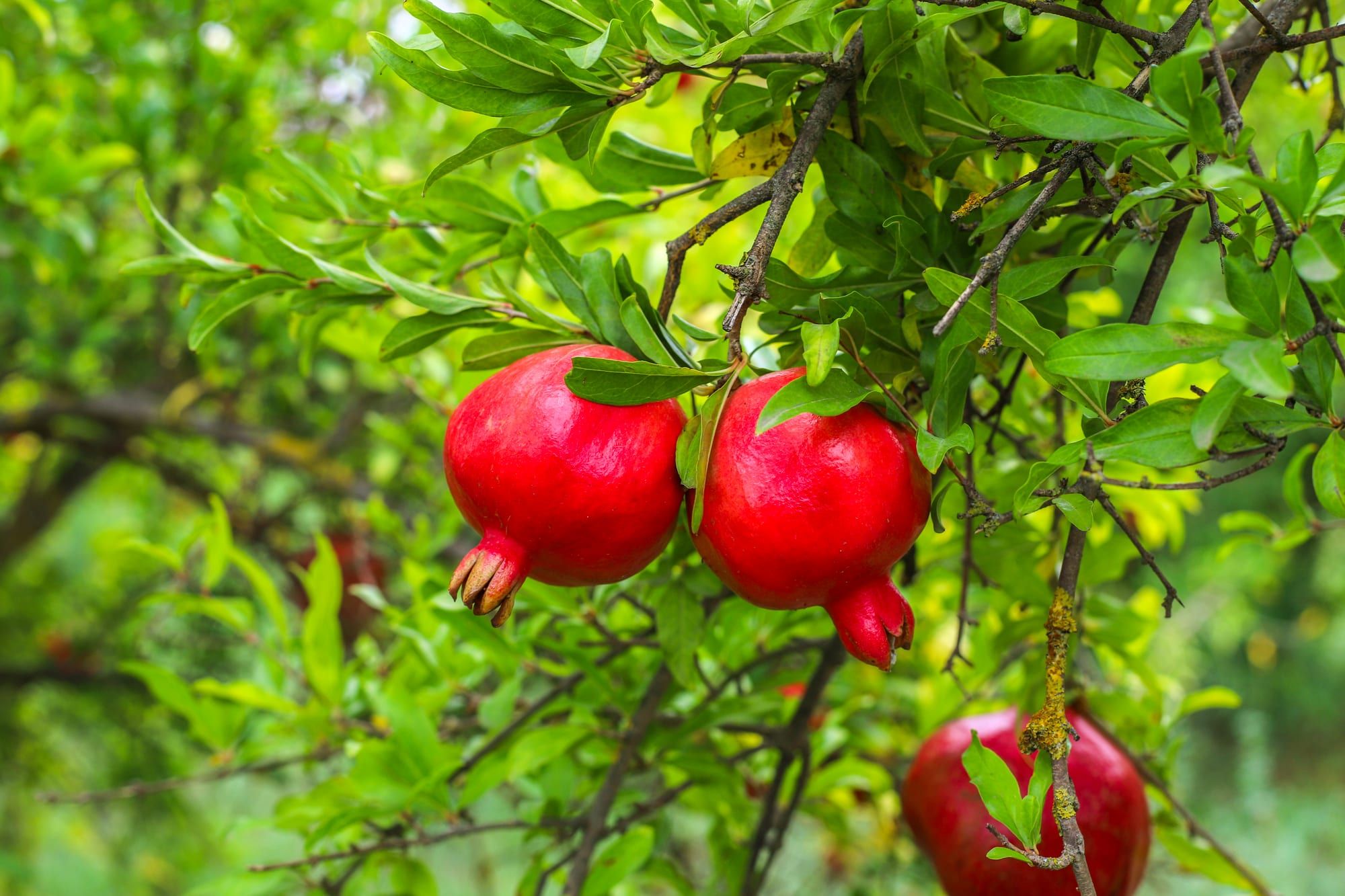 Pomegranates hanging on a leafy branch
