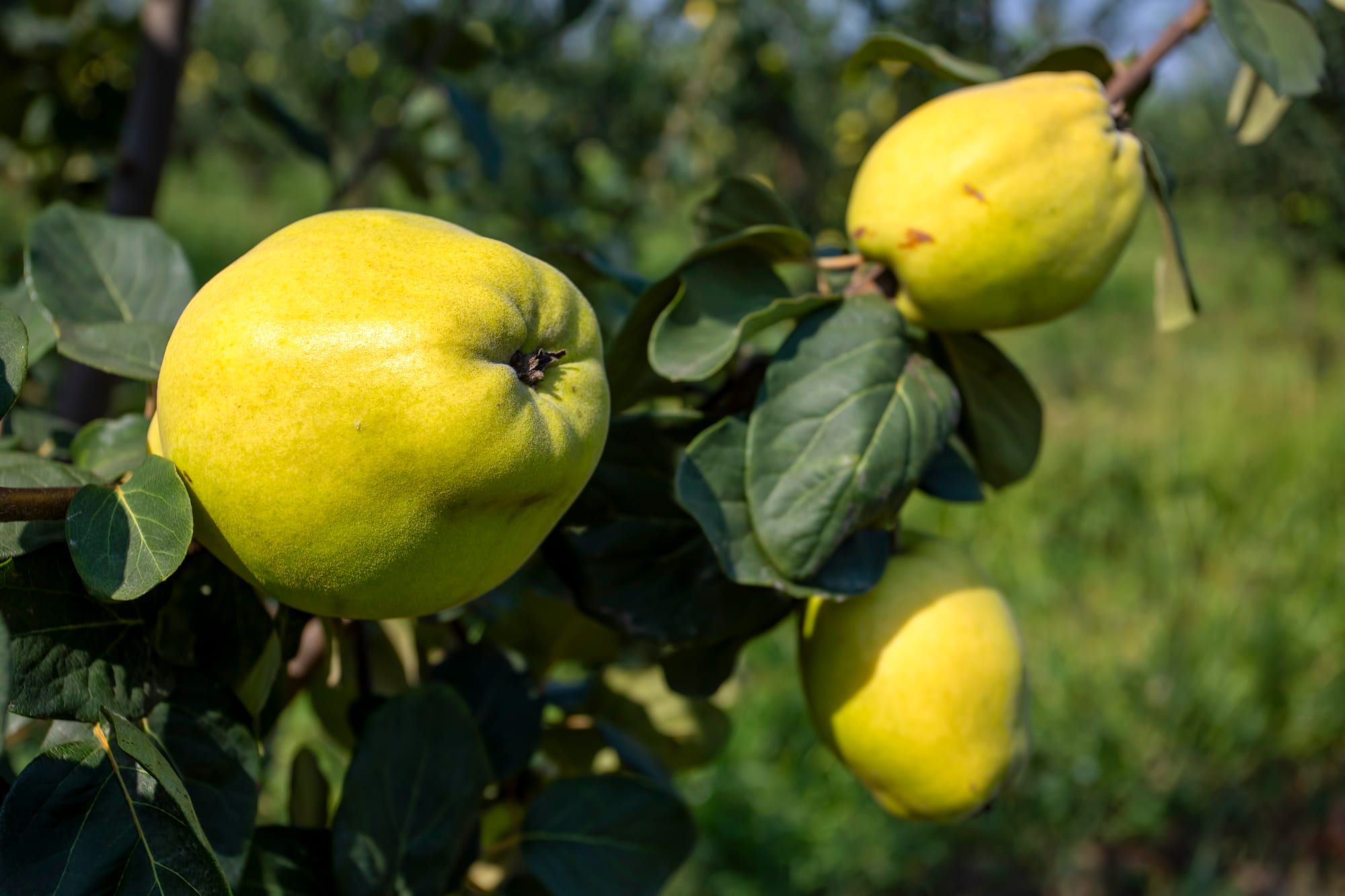 Quince fruit on the branch with leaves