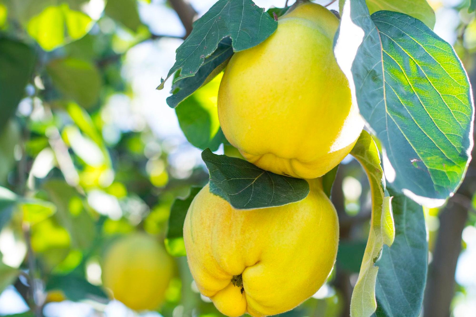Two ripe quinces hanging on the tree among leaves