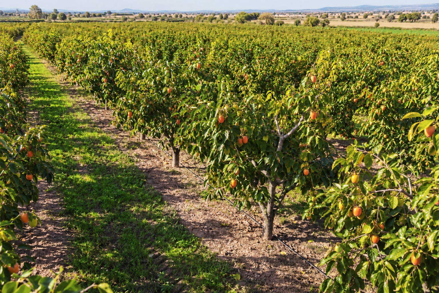 Rows of persimmon trees with ripening fruit in Agsu, mountains on the horizon