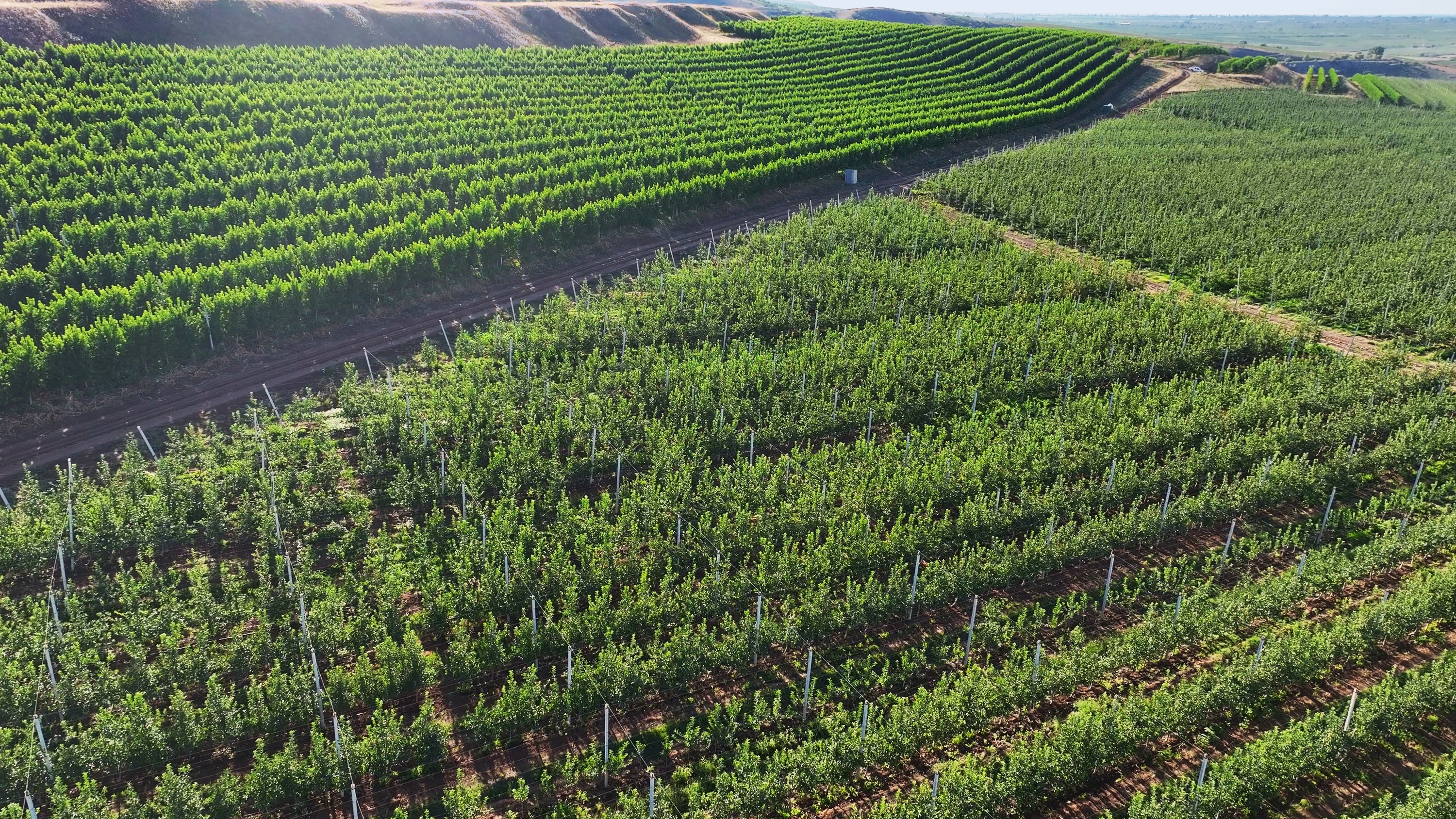 Aerial view of apple and pear orchards on the slopes of Guba in evening light
