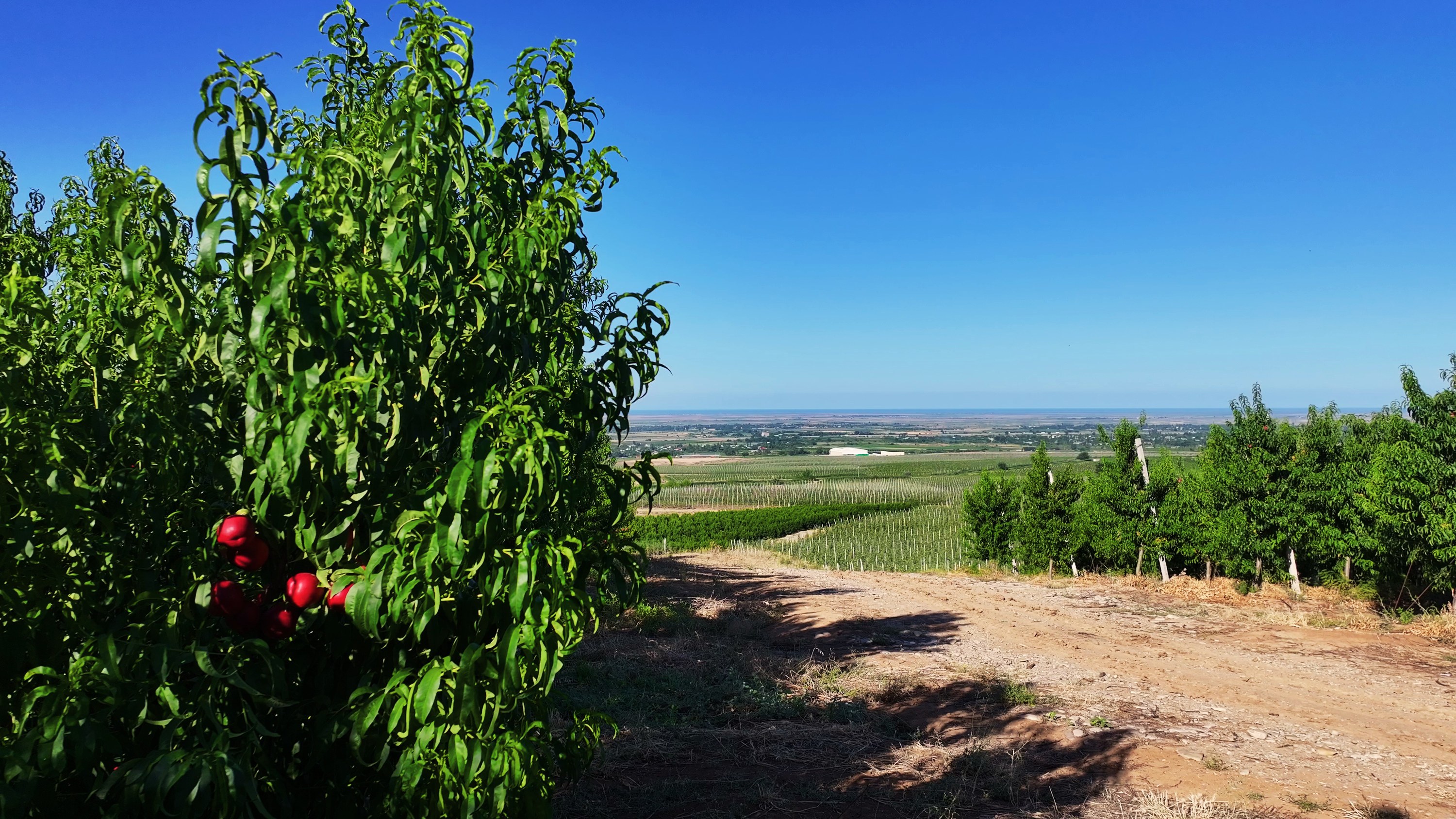 Nectarine tree with ripe fruit above the Shabran orchards, the Caspian Sea on the horizon