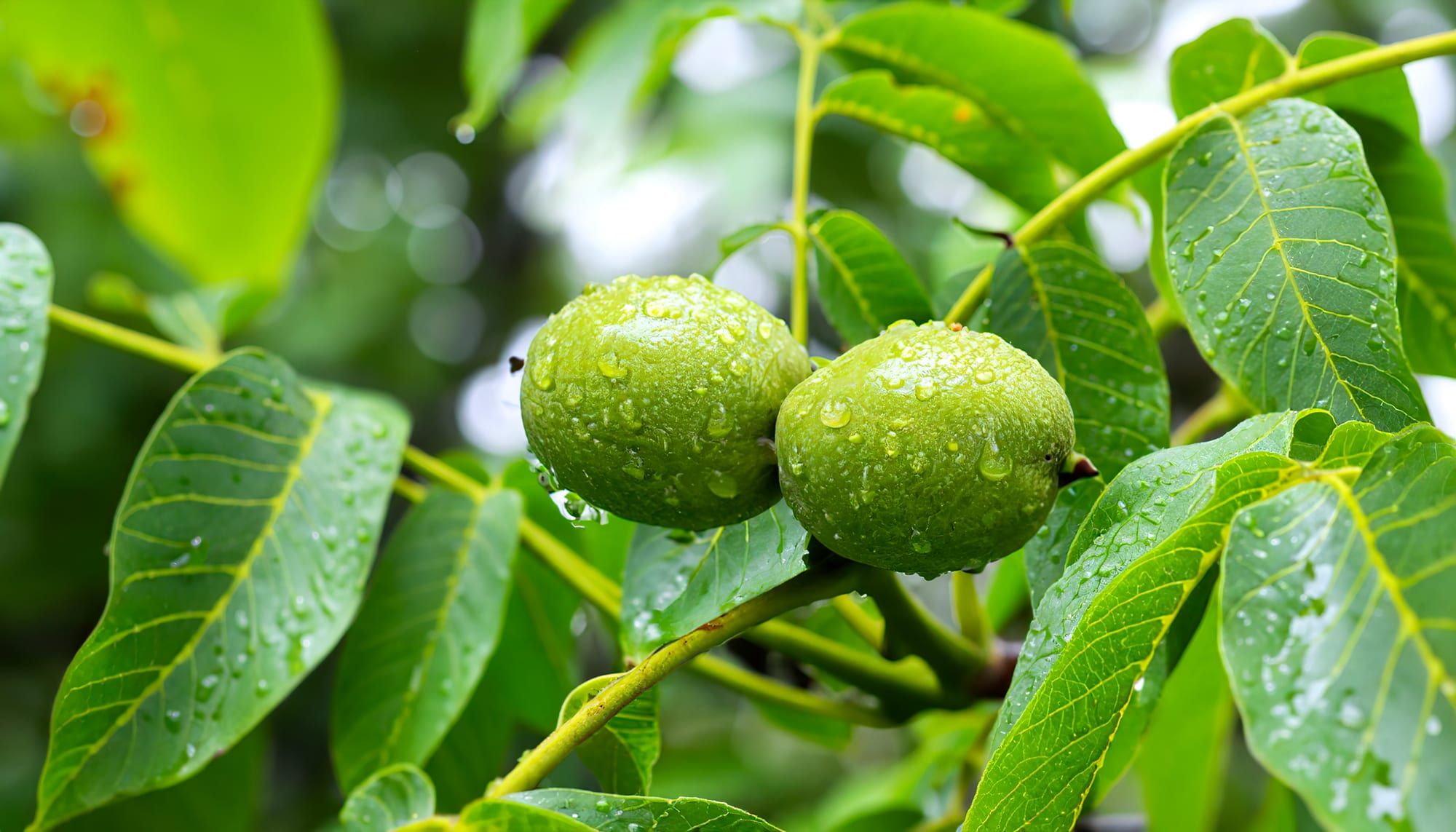 Green husked walnuts on the branch with fresh leaves