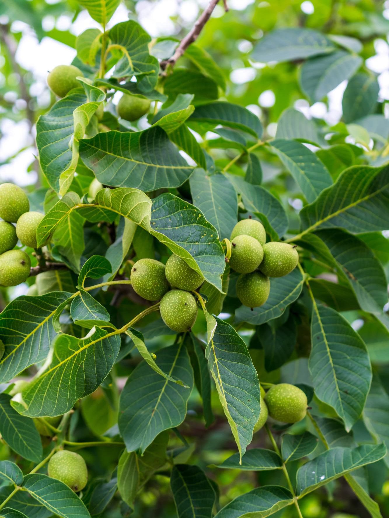 Clusters of green walnuts among leaves on the tree
